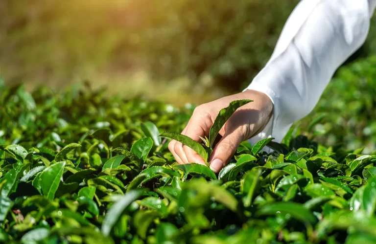 Why Nilgiris Tea Manufacturers Should Create Their Own Brand